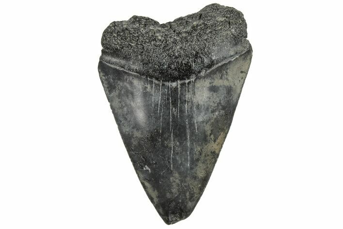 2.2" Fossil Great White Shark Tooth - South Carolina